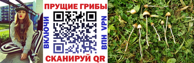 купить наркотики цена  Обоянь  Псилоцибиновые грибы GOLDEN TEACHER 
